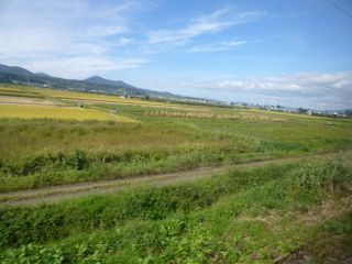田んぼの奥に岩木山が見えます(JPG-28k)