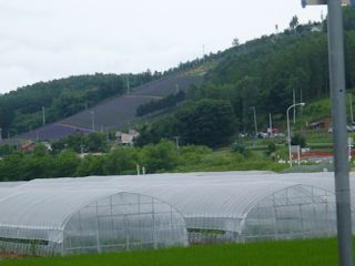 山裾にラベンダー畑(JPG-24k)