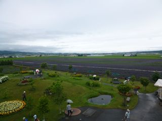 ラベンダー畑(JPG-22k)