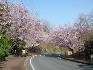 伊豆高原の桜(JPG-34k)