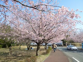 伊豆高原の桜(JPG-43k)
